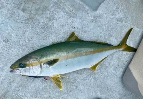 ヒラマサの釣果