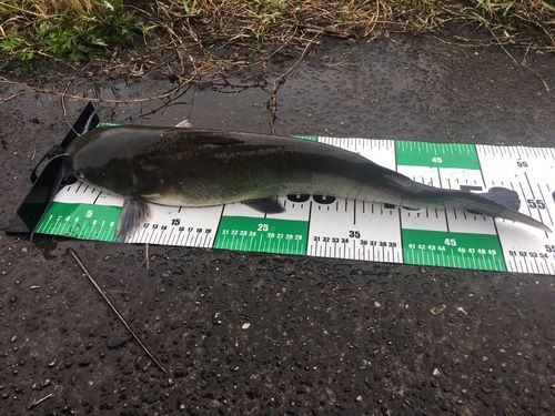 アメリカナマズの釣果