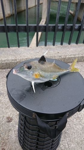 ギマの釣果