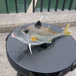 ギマ