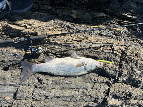 ヒラスズキの釣果