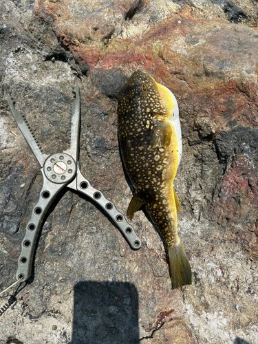 クサフグの釣果