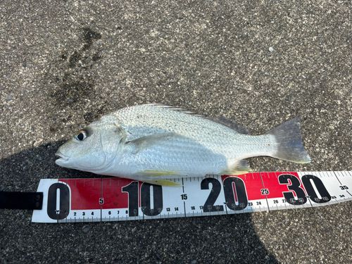 ホシミゾイサキの釣果