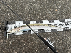 タチウオの釣果