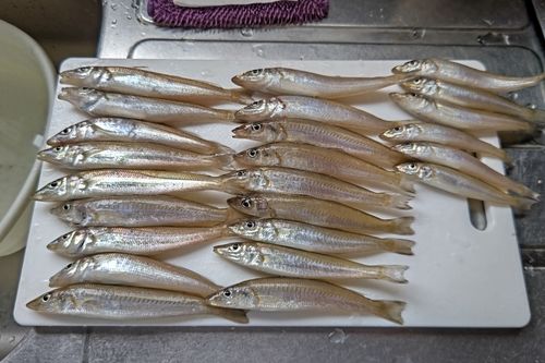 キスの釣果