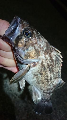 クロソイの釣果