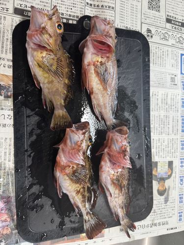 カサゴの釣果