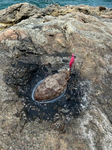 モンゴウイカの釣果