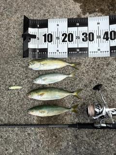 タチウオの釣果