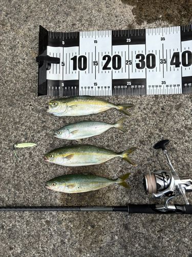 タチウオの釣果