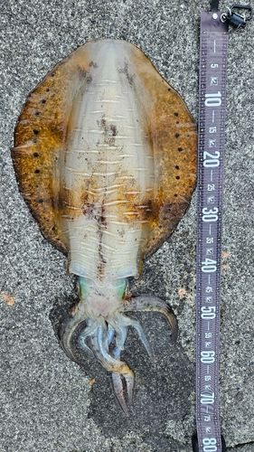 アオリイカの釣果
