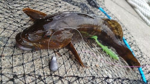 アイナメの釣果