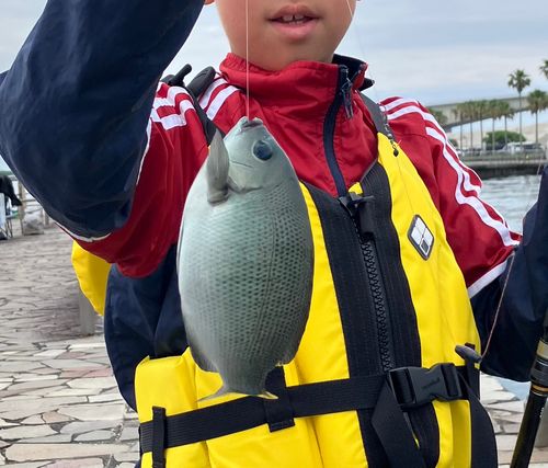 グレの釣果
