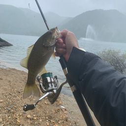 スモールマウスバス