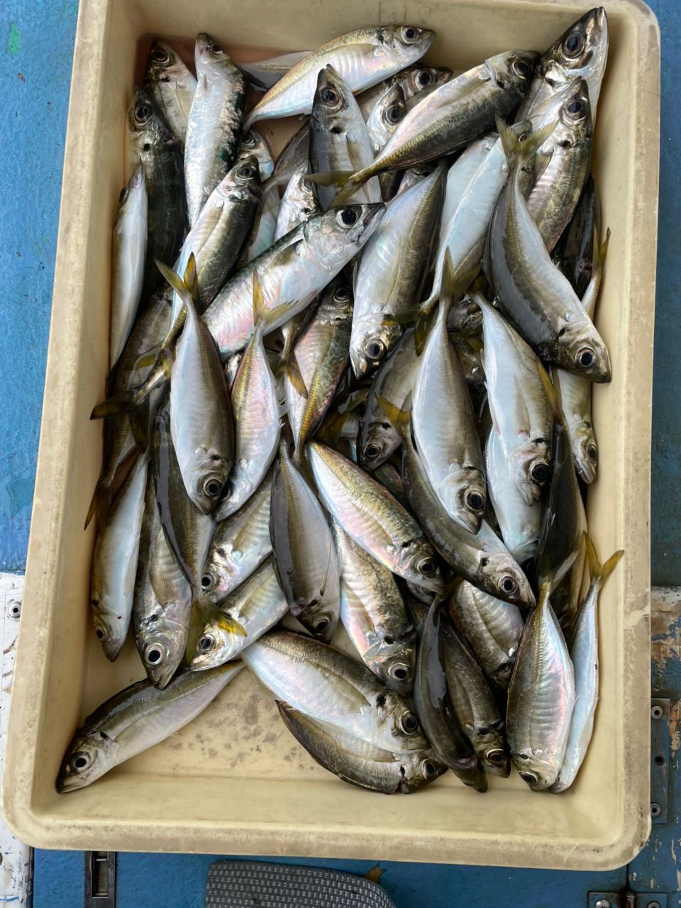 ハラミんさんの釣果 3枚目の画像