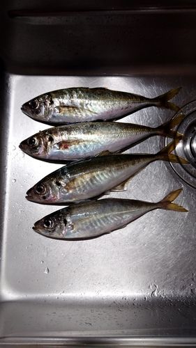アジの釣果