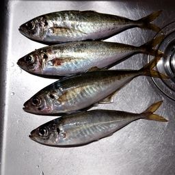 アジ