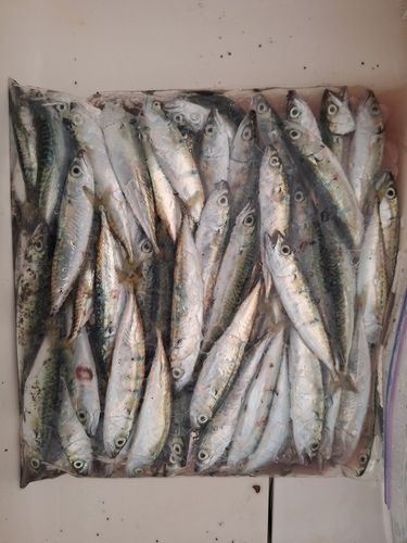 サバの釣果