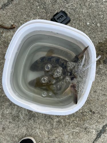 ホッケ