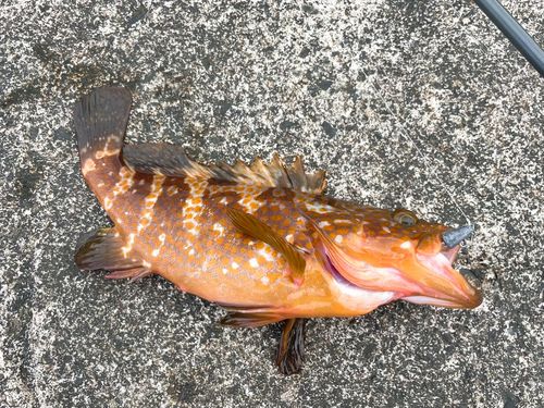 キジハタの釣果