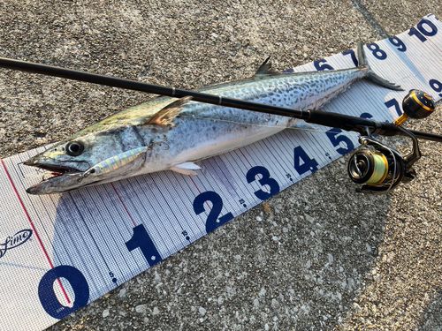 サワラの釣果
