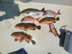 イサキの釣果