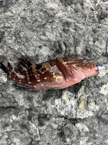 キジハタの釣果