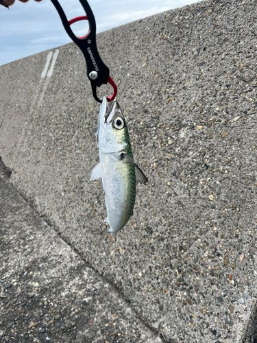 サバの釣果