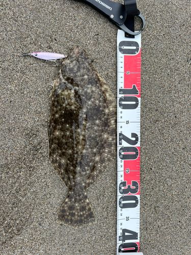 ソゲの釣果