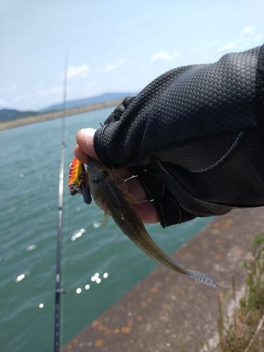 マハゼの釣果