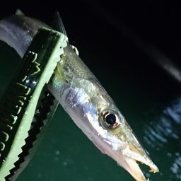 カマス