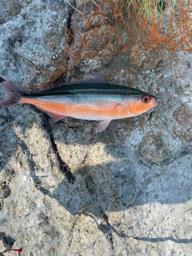 グルクンの釣果