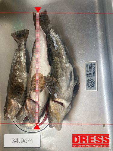 アイナメの釣果