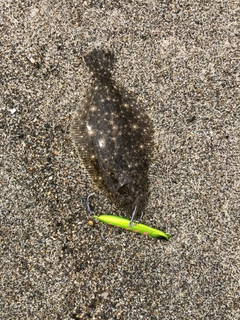 ソゲの釣果