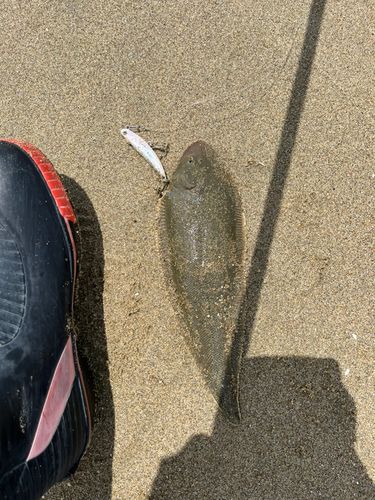 シタビラメの釣果