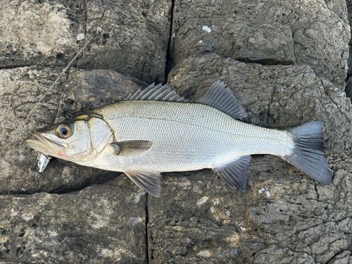 フッコ（ヒラスズキ）の釣果