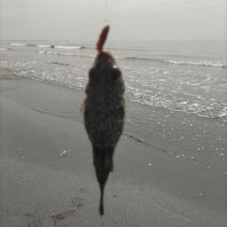 カサゴ