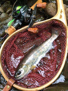 ヤマメの釣果