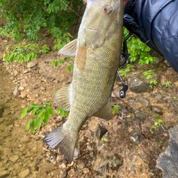 スモールマウスバス