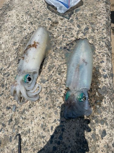 アオリイカの釣果