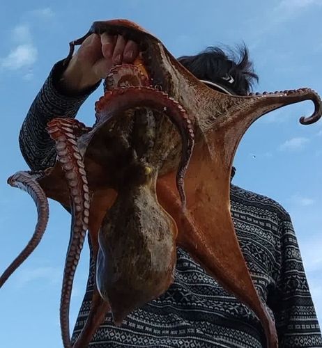 タコの釣果