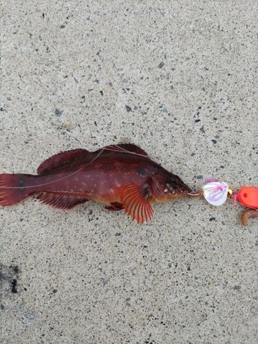 アイナメの釣果