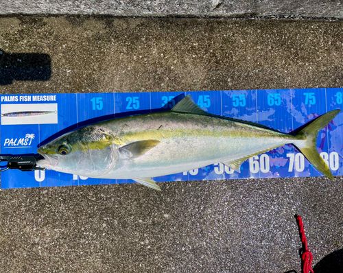ブリの釣果