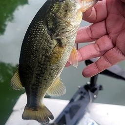 ラージマウスバス