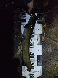 ナマズの釣果