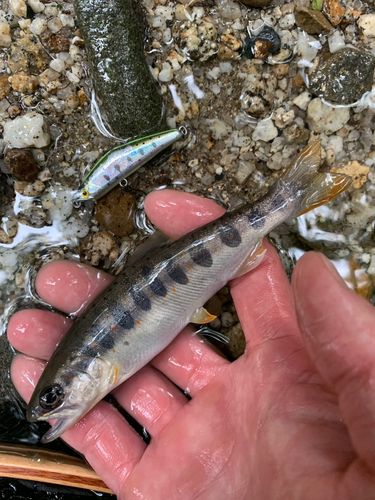アマゴの釣果