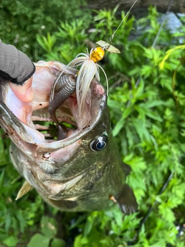 ブラックバスの釣果