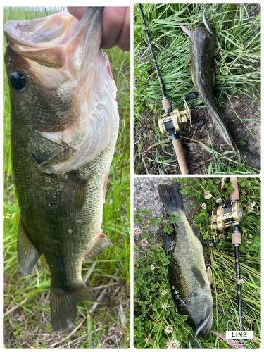 ブラックバスの釣果