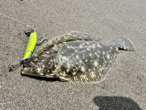 ヒラメの釣果