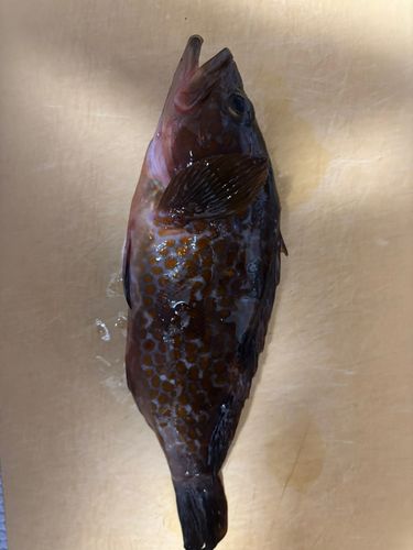 キジハタの釣果